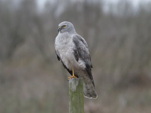 Northern Harrier