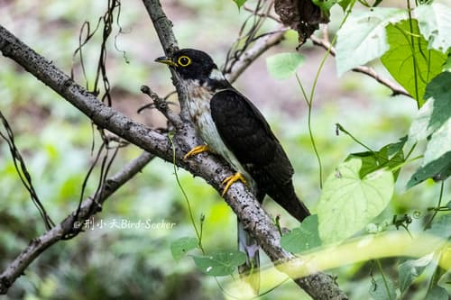 Northern Hawk-Cuckoo
