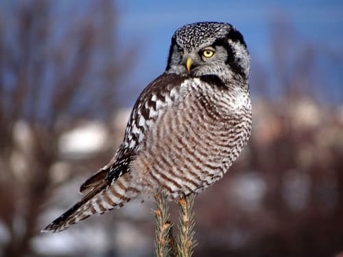 Northern Hawk Owl