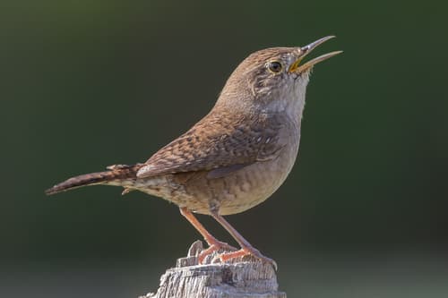 Northern House Wren