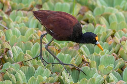 Northern Jacana