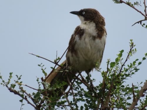 Northern Pied-Babbler