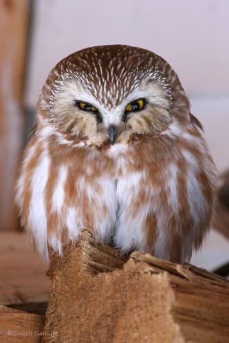 Northern Saw-whet Owl