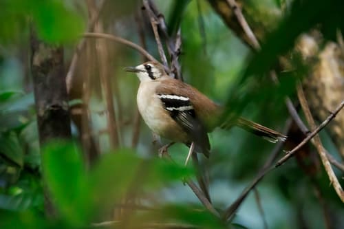Northern Scrub Robin