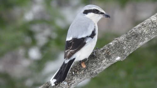 Northern Shrike