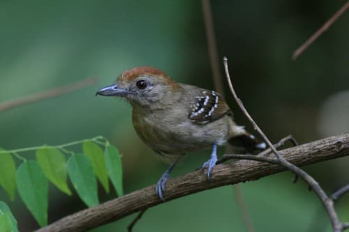Northern Slaty-Antshrike