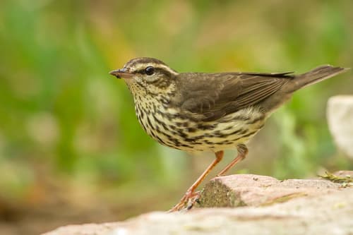 Northern Waterthrush