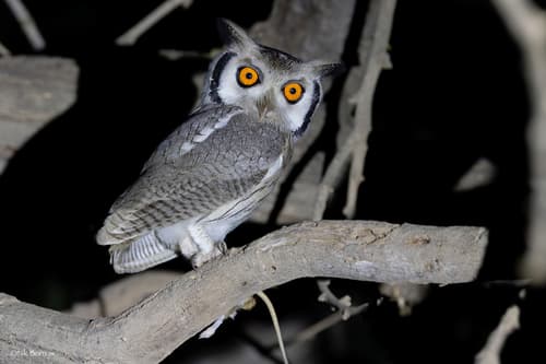 Northern White-faced Owl