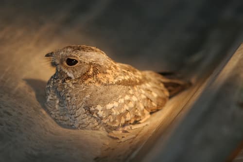 Nubian Nightjar
