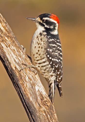 Nuttall's Woodpecker
