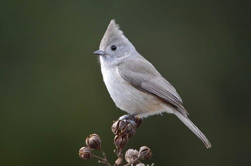 Oak Titmouse