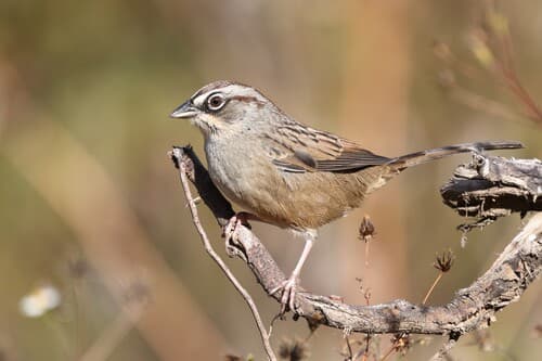 Oaxaca Sparrow
