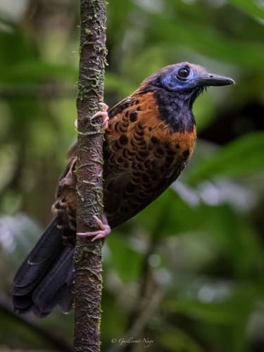 Ocellated Antbird