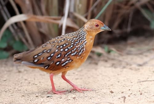 Ocellated Crake