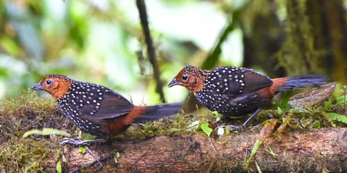 Ocellated Tapaculo