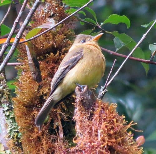 Ochraceous Pewee