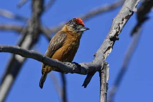 Ochraceous Piculet