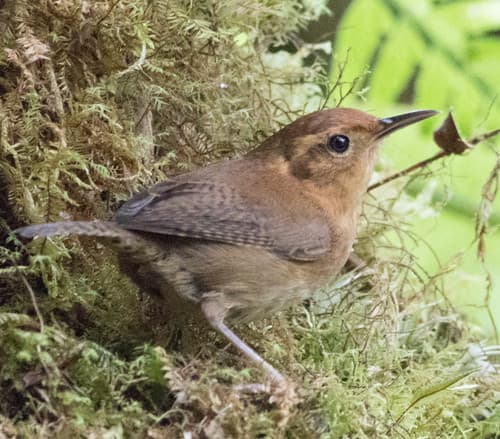 Ochraceous Wren