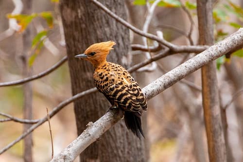 Ochre-backed Woodpecker