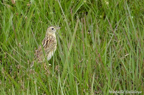 Ochre-breasted Pipit