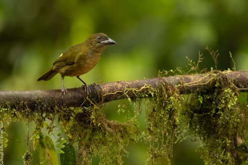 Ochre-breasted Tanager