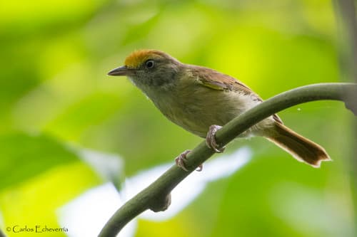 Ochre-crowned Greenlet