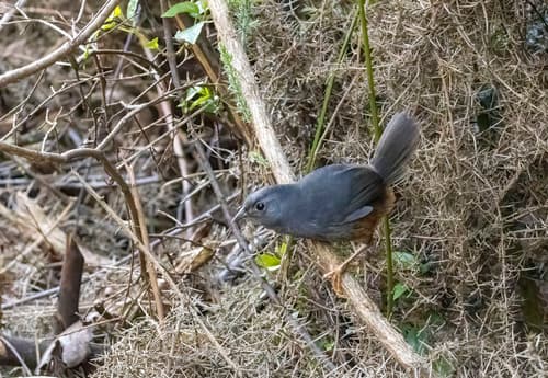 Ochre-flanked Tapaculo