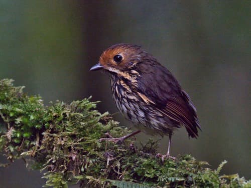 Ochre-fronted Antpitta