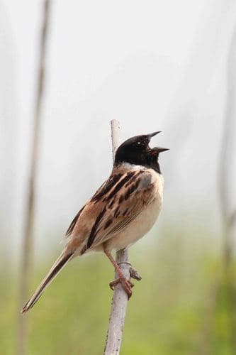 Ochre-rumped Bunting