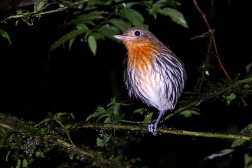 Ochre-striped Antpitta