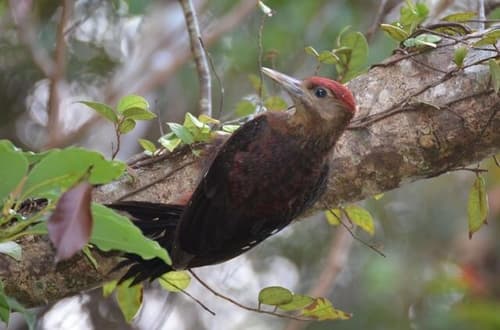 Okinawa Woodpecker