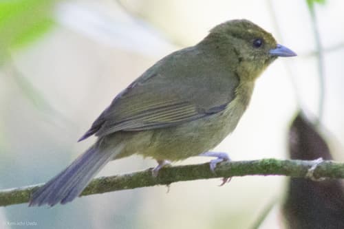 Oleaginous Hemispingus