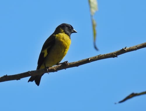 Olivaceous Siskin