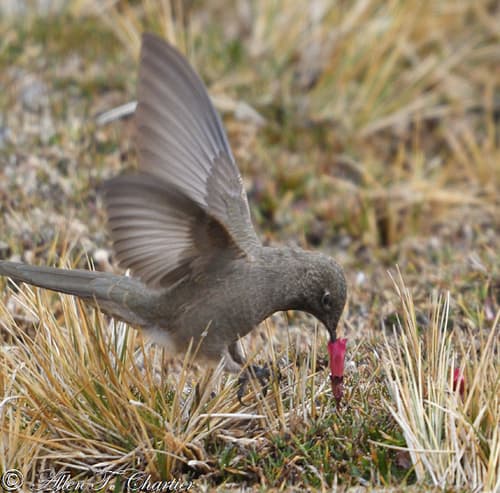 Olivaceous Thornbill