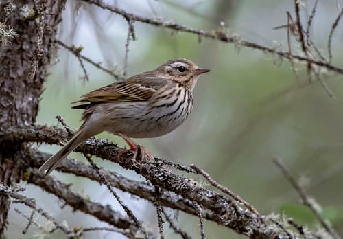 Olive-backed Pipit