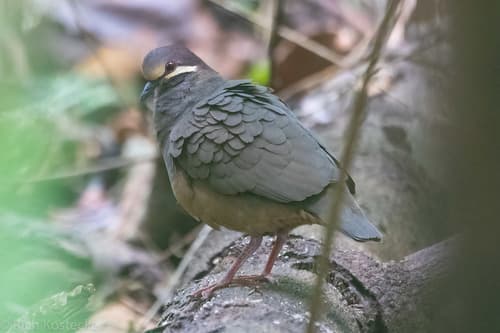 Olive-backed Quail-Dove