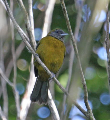 Olive-backed Tanager