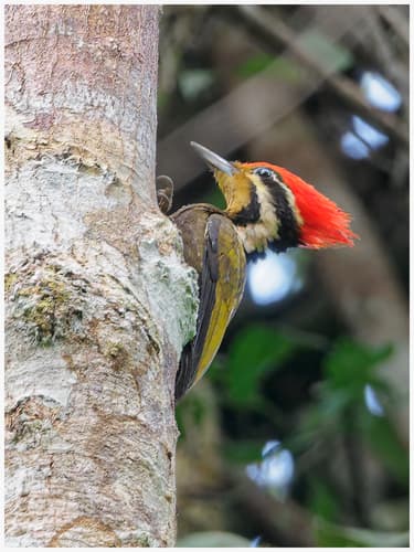 Olive-backed Woodpecker