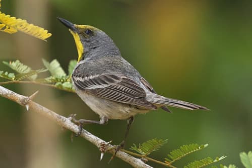 Olive-capped Warbler