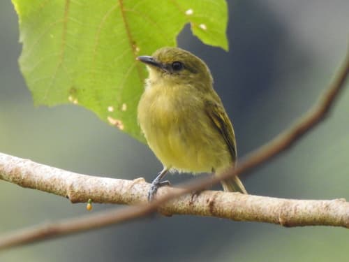 Olive-faced Flatbill