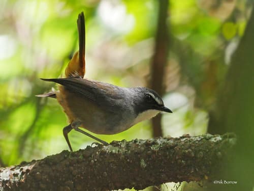 Olive-flanked Robin-Chat