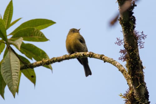 Olive Flycatcher