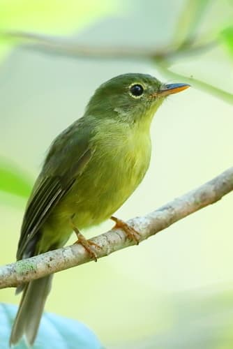 Olive Flyrobin