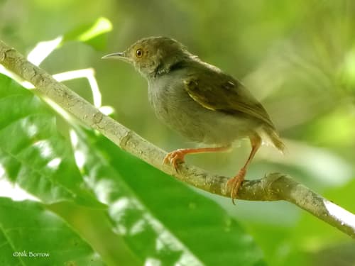 Olive-green Camaroptera