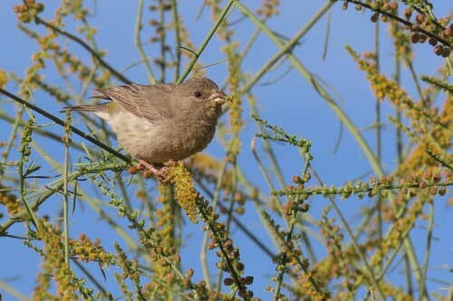 Olive-rumped Serin