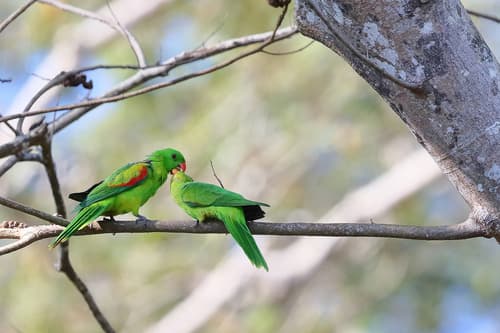 Olive-shouldered Parrot