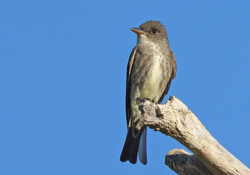 Olive-sided Flycatcher