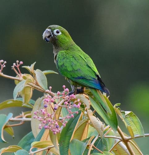 Olive-throated Parakeet