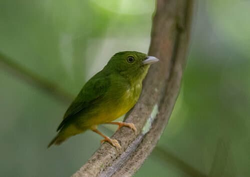 Opal-crowned Manakin