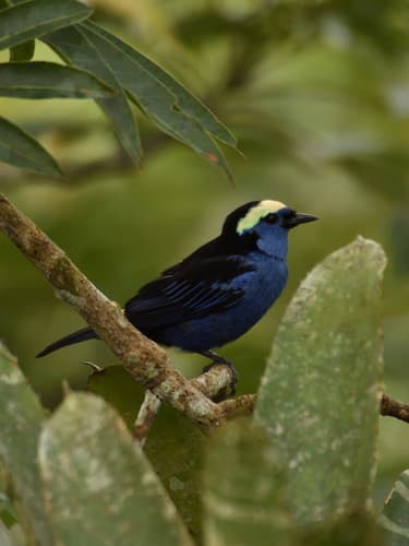 Opal-crowned Tanager